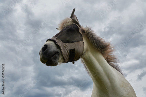 House horse (Equus caballus) with light fur wearing a fly protection also eye mask, gray sky, deep perspective. Germany. photo