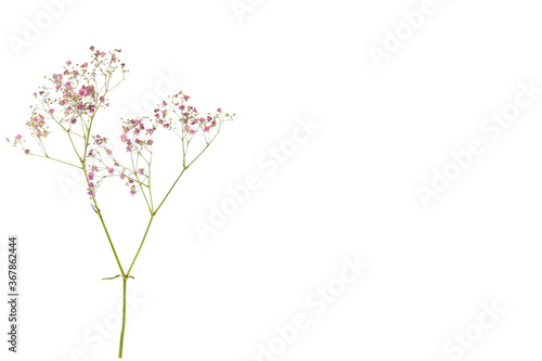 pink petal flower isolated on white background