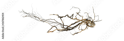 Root of tree isolated