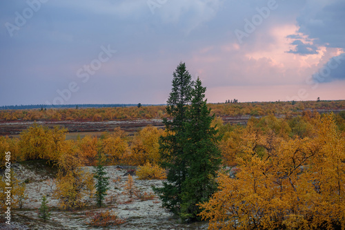 Beautiful panoramic landscape of forest-tundra, Autumn in the tundra. Yellow and red spruce branches in autumn colors on the moss background. Dynamic light. Tundra, Russia.