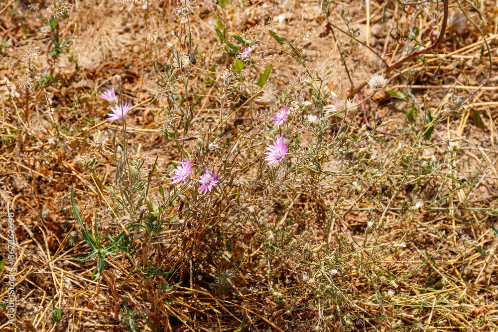 Xeranthemum annuum also known as annual everlasting or immortelle on a meadow Xeranthemum annuum also known as annual everlasting or immortelle on a meadow