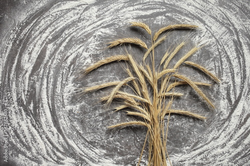 Ears of wheat and flour on a gray background. Top view, grain.