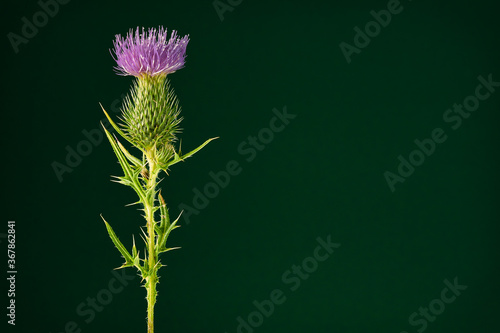Photo purple thistle flower