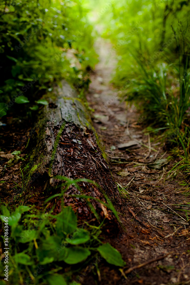 footpath in the forest footpath in the forest