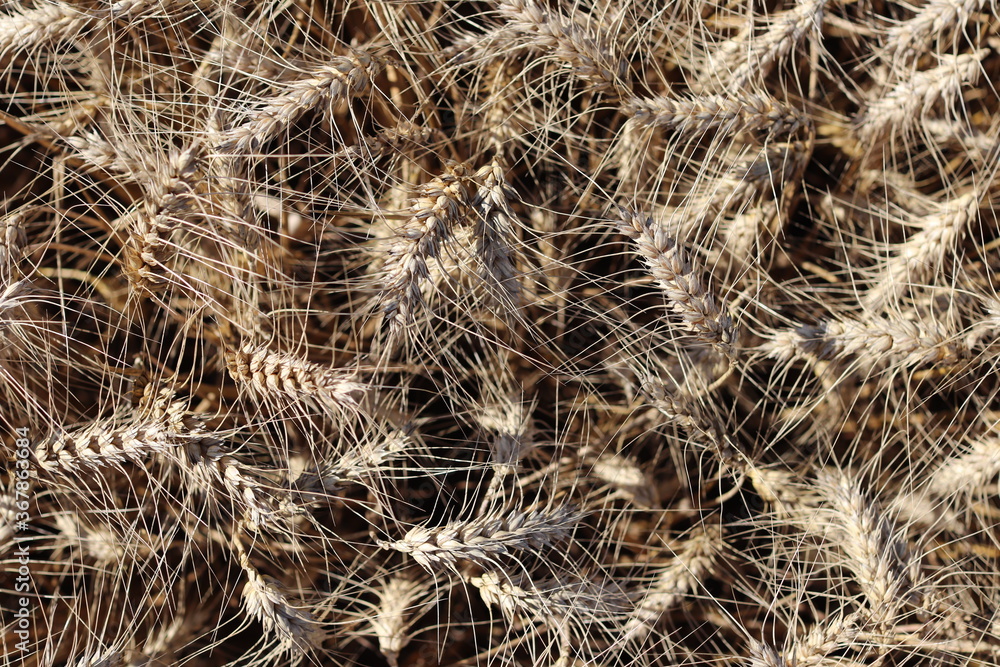 Texture of barley on the field Texture of barley on the field