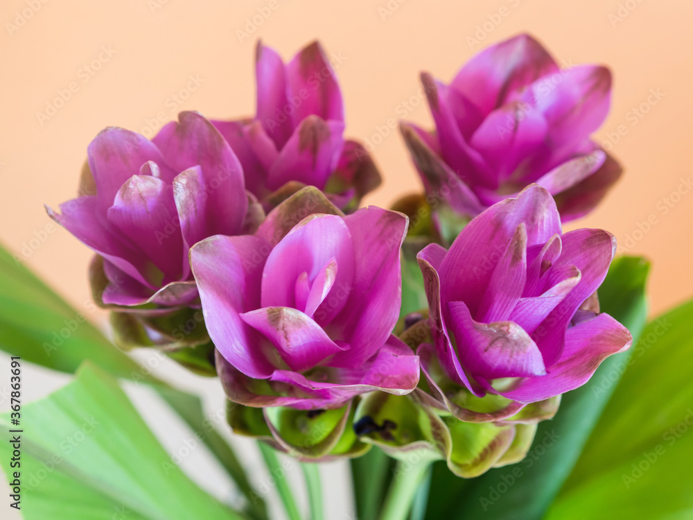 Obraz premium Purple turmeric flowers on orange background