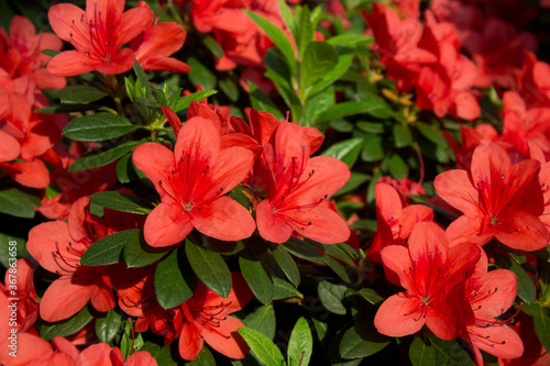 Wallpaper Mural Azalea flower blooming on the springtime in park Torontodigital.ca