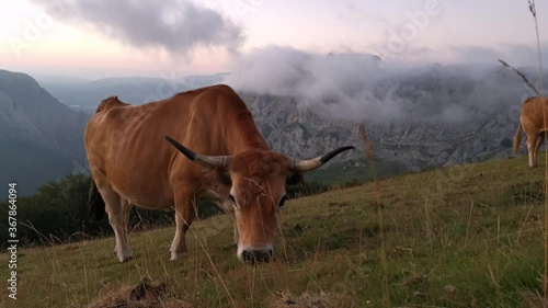 Cows grazing in the meadow in the late afternoon