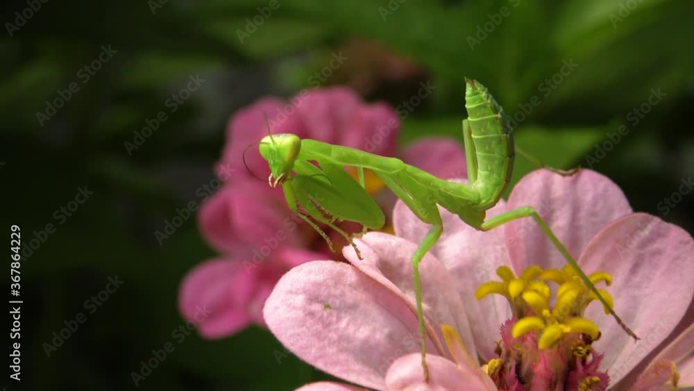 The European mantis (Mantis religiosa). The predatory insect preys on plants. The European mantis (Mantis religiosa). The predatory insect preys on plants.