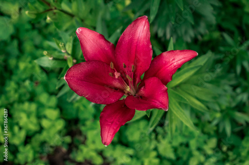 Flor de Alhelí Rojo 