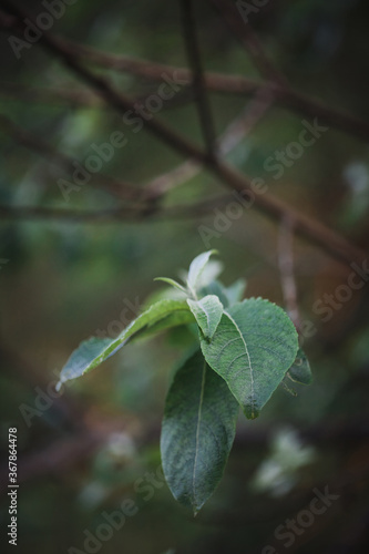 Beautiful bright natural background with a branch of an apple tree. Leaves close up.