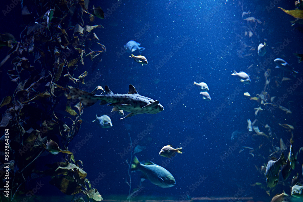 Fototapeta premium Set of goldfish in the ocean, blue