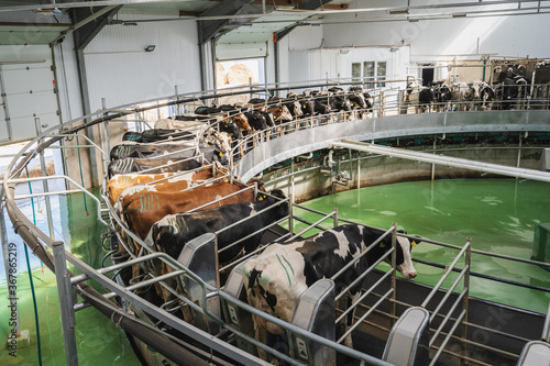 Tela Process of milking cows on industrial rotary equipment on dairy farm