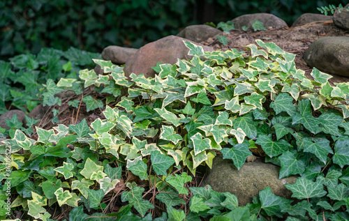 Close-up green ivy Hedera helix Goldchild carpet. Original texture of natural greenery. Background of elegant variegated leaves with English ivy on stone hill. Nature concept for design.