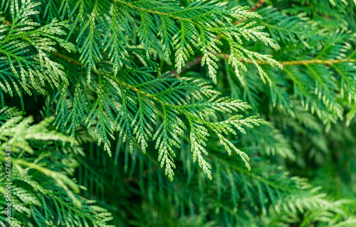 Closeup of leaves Thuja plicata Zebrina or Western red cedar tree. Giant arborvitae or western arborvitae variegated leaves. Perfect  background for any natural design.