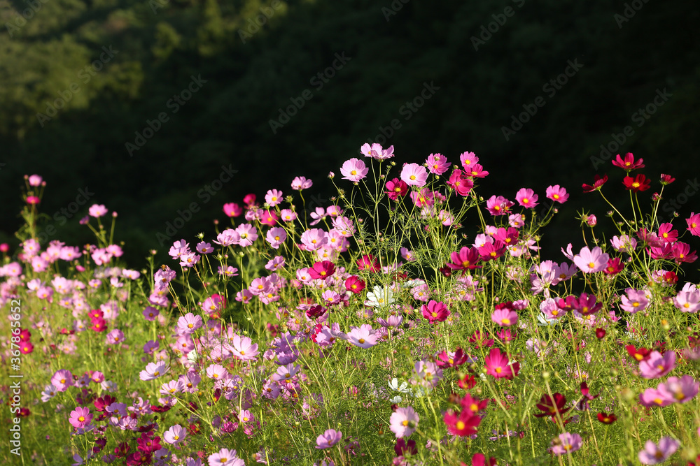 コスモスの花