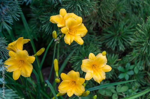 Close-up of bright yellow-orange daylily Hemerocallis hybrida Stella de Oro on green leaves background in spring garden. Selective focus. There is place for text