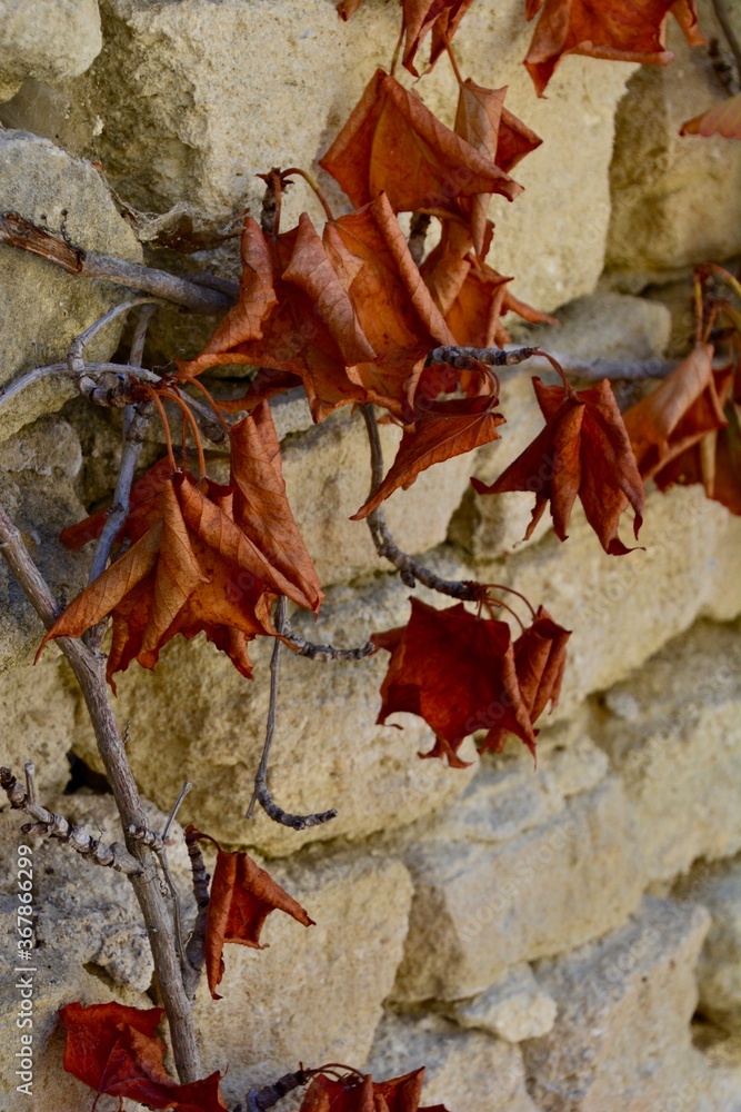 Dried plant leaves against a brick wall