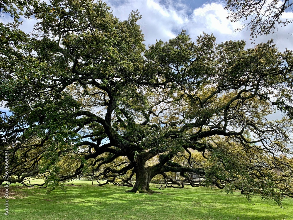 Fototapeta premium tree in spring