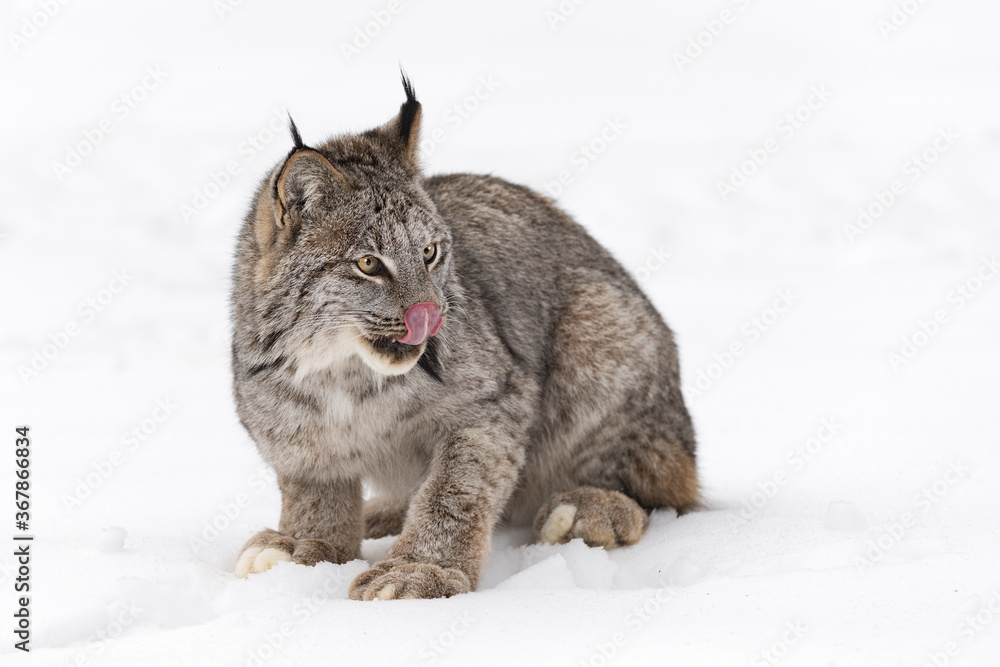 Canadian Lynx (Lynx canadensis) Sits in Snow Licking Nose Winter Canadian Lynx (Lynx canadensis) Sits in Snow Licking Nose Winter