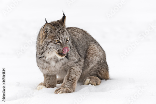 Canadian Lynx (Lynx canadensis) Sits in Snow Licking Nose Winter