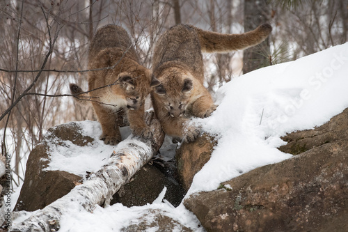Female Cougars  Puma concolor  Look Down Side of Rock Den Winter