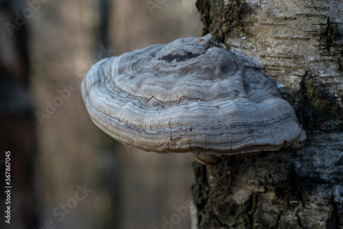 Chaga (shelf fungus) on a wooden background. Naturopathy. Alternative medicine