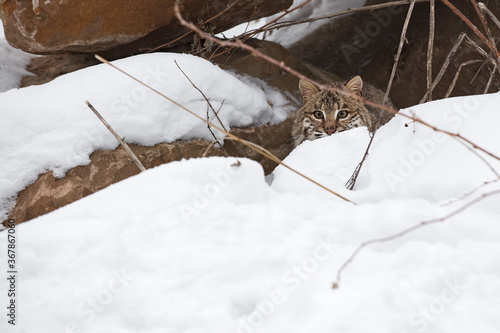 Bobcat (Lynx rufus) Stalks From Behind Snow Pile Near Rocks Winter