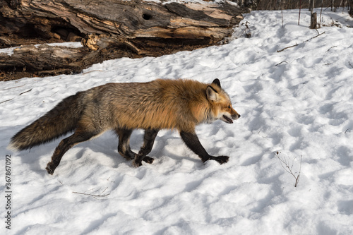 Red Fox (Vulpes vulpes) Runs Right in Snow Away From Log Winter