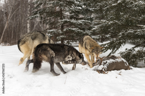 Grey Wolves (Canis lupus) Meet at Body of White-tail Deer Winter © geoffkuchera