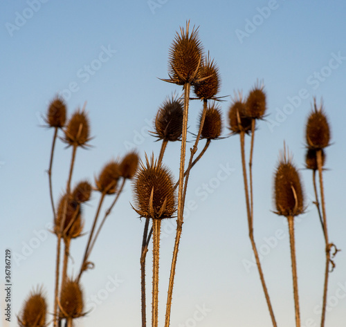 Dry thistles in the field. A large Thistle thorn as background