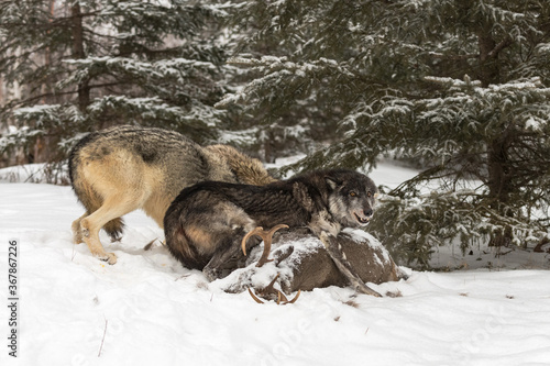 Black Phase Grey Wolf  Canis lupus  Defensively Stands Over Body of White-Tail Deer Winter
