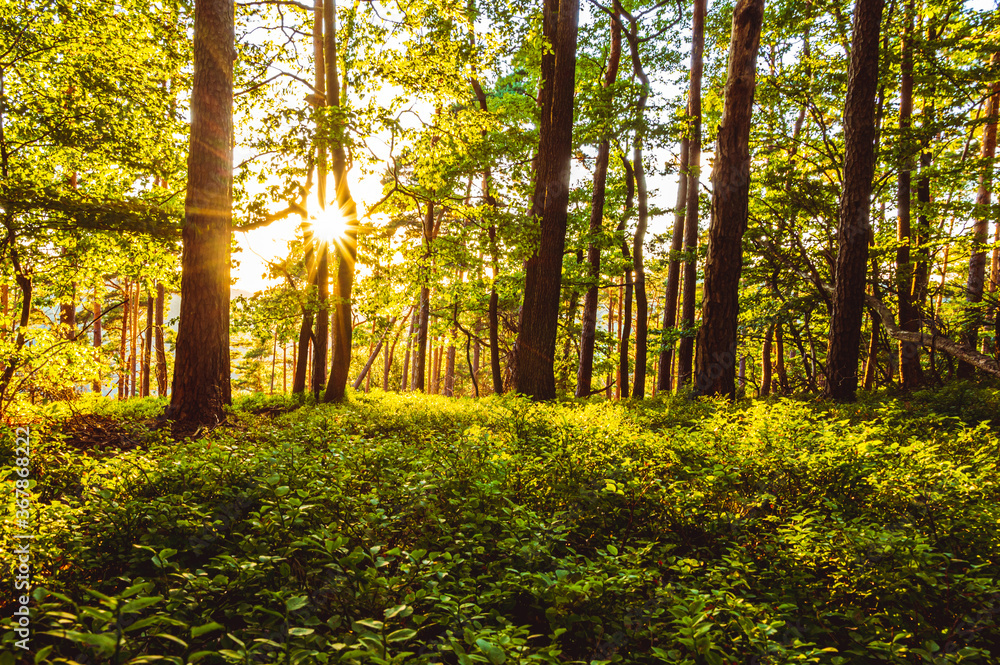 Obraz premium sunrays in the forest