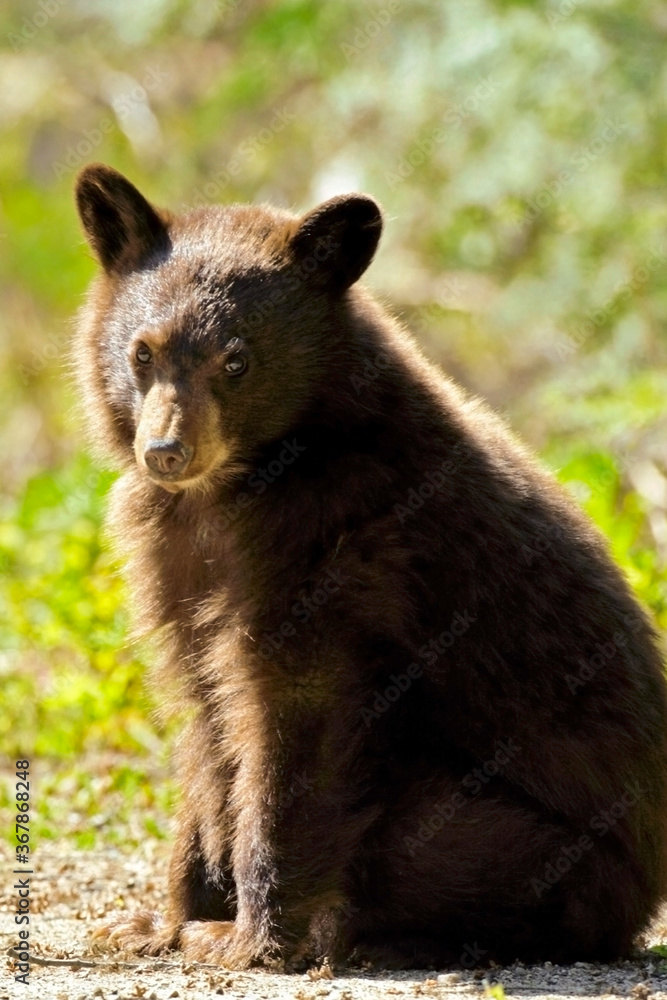 Fluffy Cinnamon colored black bear cub in the wild. Fluffy Cinnamon colored black bear cub in the wild.