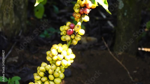 coffee flowers on a tree