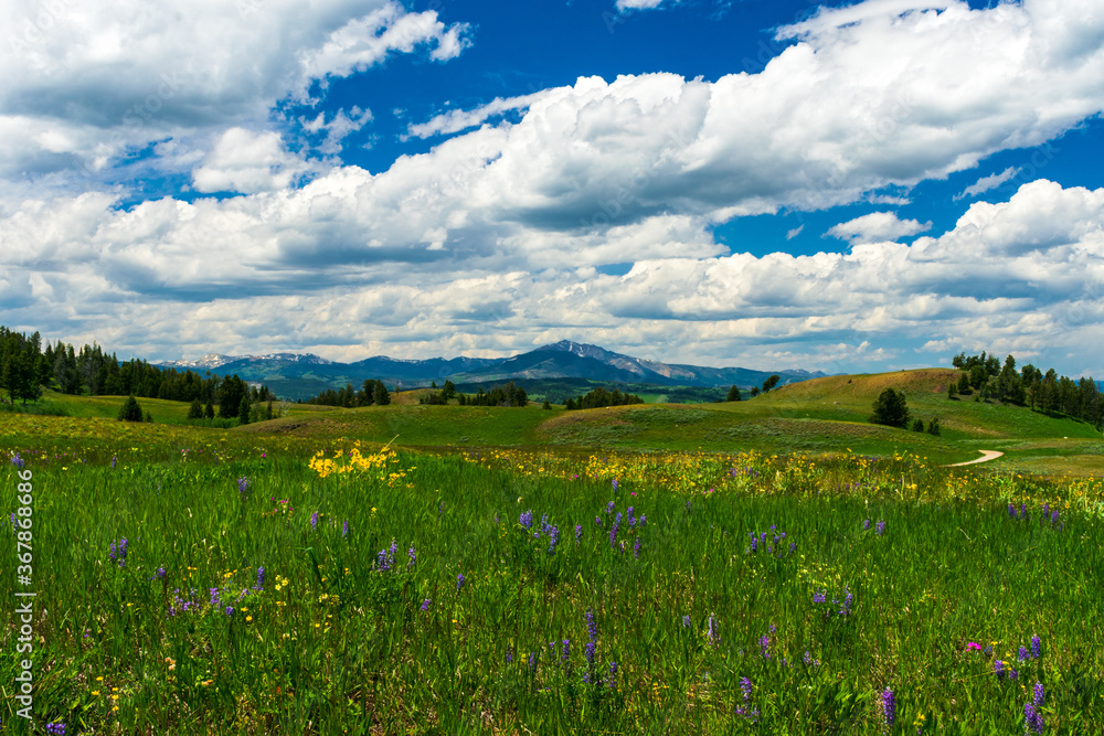 Meadow with Wildflowers in Yellowstone National Park