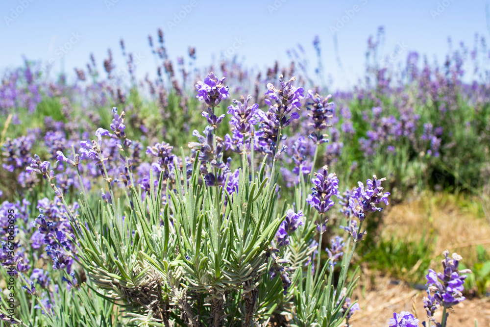 Obraz premium View of beautiful lavender flowers. 