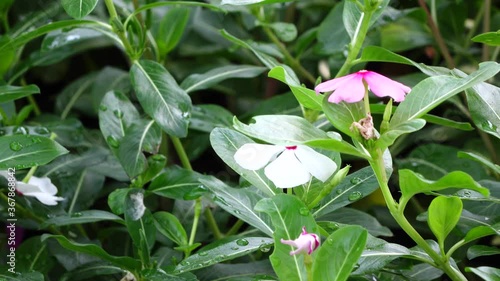 lily of the valley