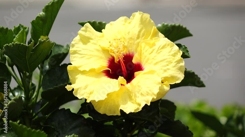 hibiscus flower