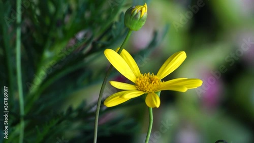 yellow flower in spring