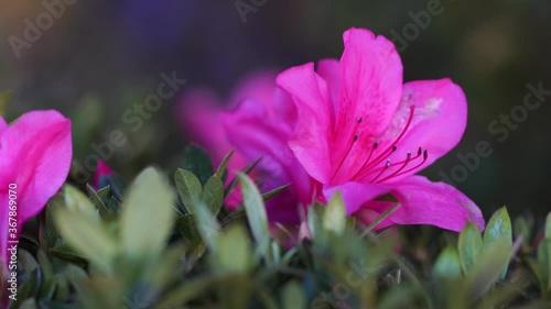 purple crocus flowers