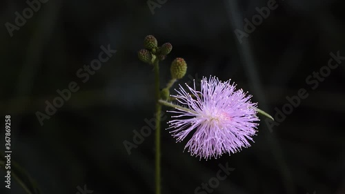 close up of a flower