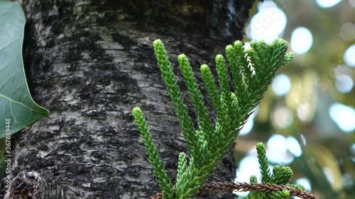 green moss on the tree