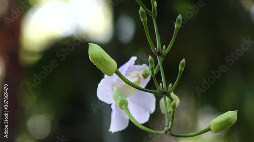 close up of spring flowers
