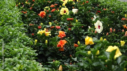 red and yellow tulip