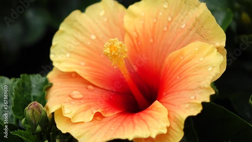 poppy flower in the garden ,hibiscus flower