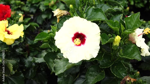 hibiscus flower