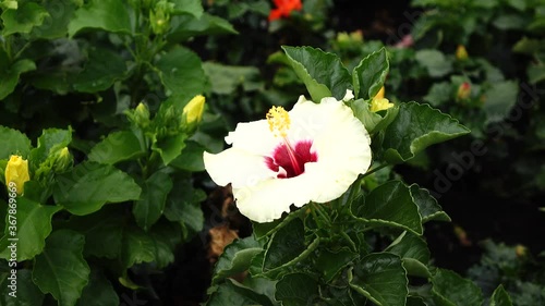 pink flower in the garden , hibiscus flower
