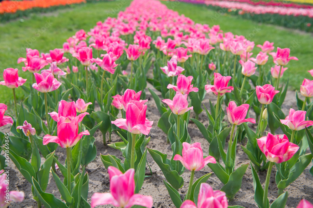 You are so beautiful. nature landscape sightseeing in Europe. fresh spring flowers. gather the bouquet. pink vibrant flowers. field with tulips in netherlands. tulip field with various type and color