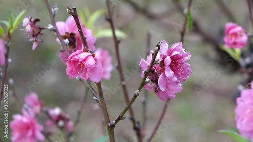pink and purple flowers